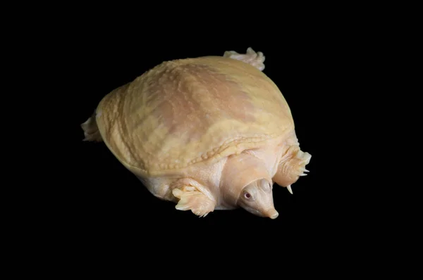 Китайская Черепаха Альбиноса — стоковое фото