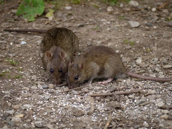 Una Specie Animale Attenzione Selettiva — Foto Stock