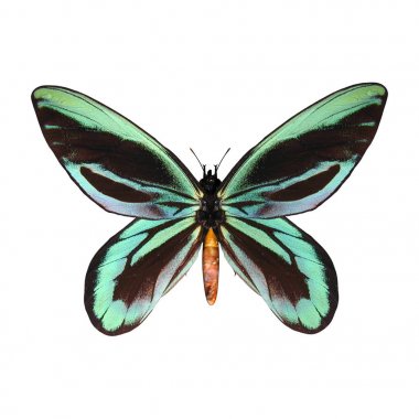3D digital render of a male Queen Alexandra's Birdwing or Ornithoptera alexandrae, the largest butterfly in the world, isolated on white background clipart