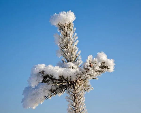 Träd Grenen Kristallerna Snö Mot Den Blå Vinterhimlen — Stockfoto