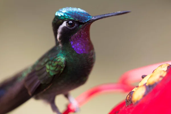 Koliber Odpoczynek Punkcie Wody Kostaryce — Zdjęcie stockowe
