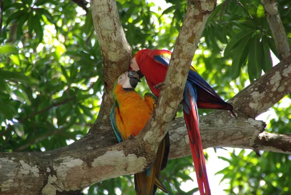 Kosta Rika Orta Amerika Ormanlarında Renkli Papağan — Stok fotoğraf