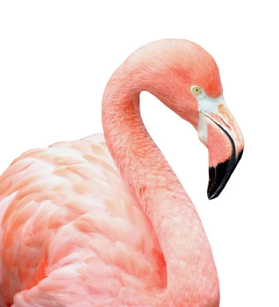 Detail Růžových Plameňáků Ptáka Izolovaných Bílém Pozadí — Stock fotografie