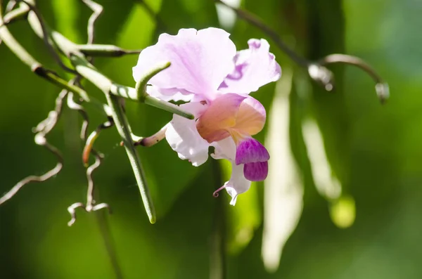 Orchidaceae Разнообразное Широко Распространенное Семейство Цветковых Растений Цветами Которые Часто — стоковое фото
