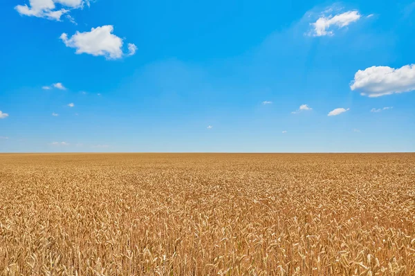 Field Rye Blue Sky Bulgaria — Stock Photo, Image
