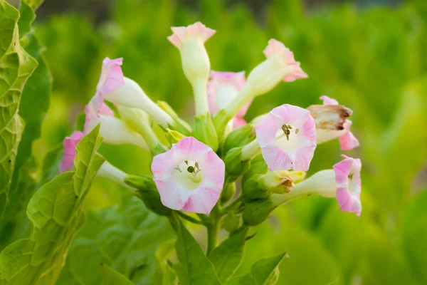 Dohány Virág Gyönyörű Virágos Háttér — Stock Fotó