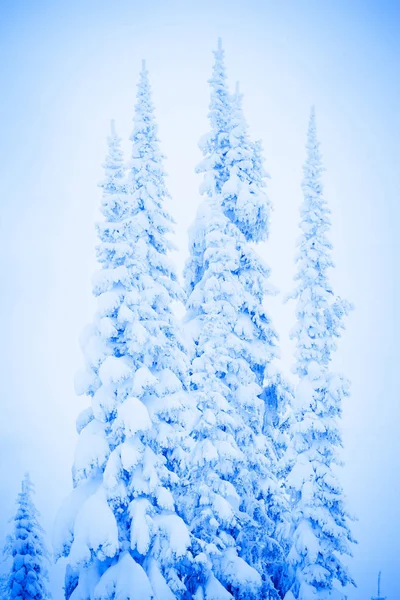 Una Escena Fría Invierno Abetos Cubiertos Nieve — Foto de Stock
