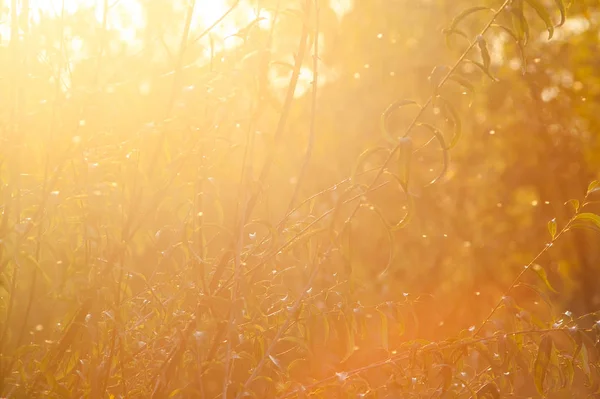 Vacker Magisk Skog Vid Solnedgången Med Solljus — Stockfoto