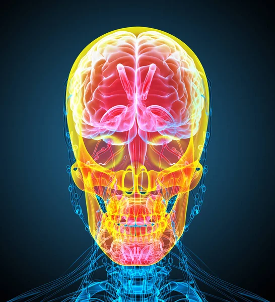 인간의 두개골의 렌더링 전면보기 — 스톡 사진