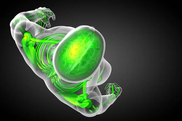 Візуалізація Медичної Ілюстрації Кістки Скелета Вид Зверху — стокове фото