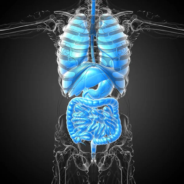 Hacer Ilustración Médica Del Sistema Digestivo Humano Sistema Respiratorio Vista — Foto de Stock