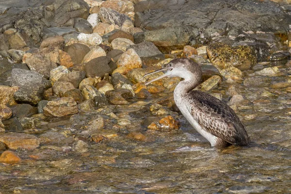 Cormorán Ave Pescadora Del Mar — Foto de Stock