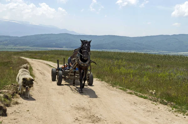 Hästvagn Med Däck Och Eskort Hund Mountain Road — Stockfoto