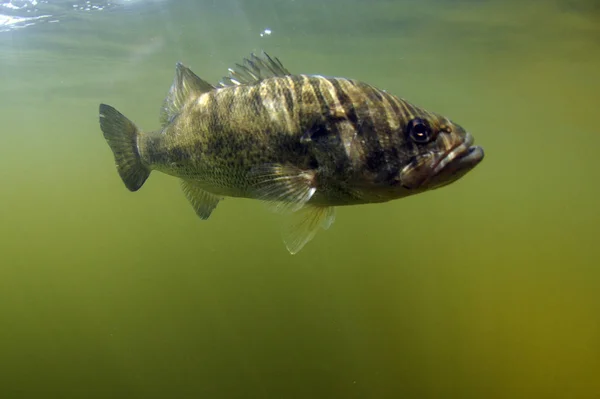 Largemouth Bass Hal Víz Alatti Óceán Természetes Élőhely — Stock Fotó