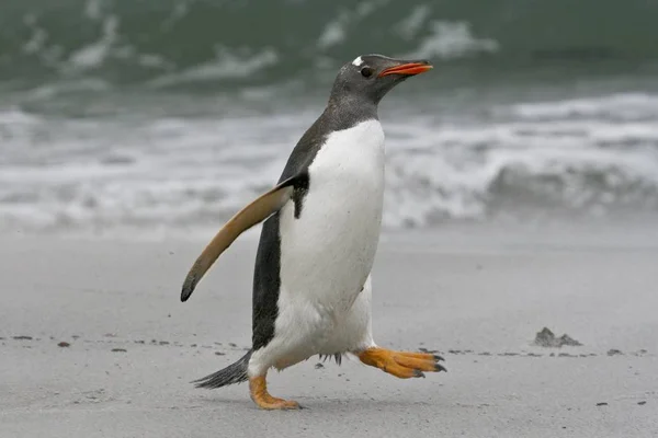 Pinguim Gentoo Pygoscelis Papua Caminhando Para Praia Quando Retorna Uma — Fotografia de Stock