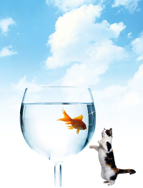 Ψάρι Είναι Γυαλί Και Μια Γάτα Που Ψάχνει Κανείς — Φωτογραφία Αρχείου
