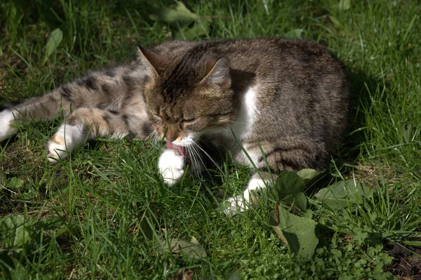 Chacun Devrait Aspirer Être Comme Chat — Photo