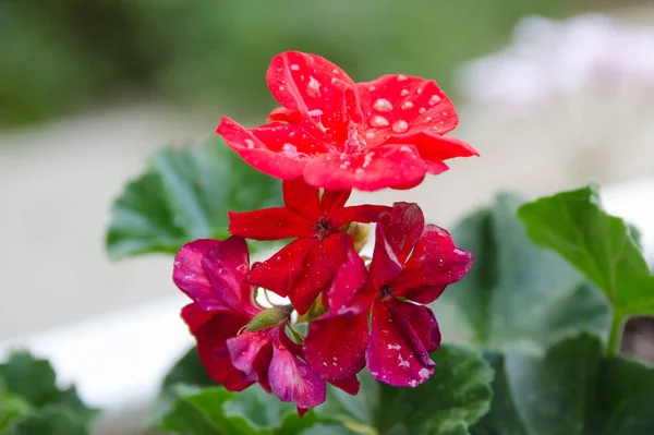 Foto Werd Genomen Een Regen — Stockfoto