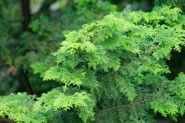 Zielony Roślina Drzewo Las — Zdjęcie stockowe