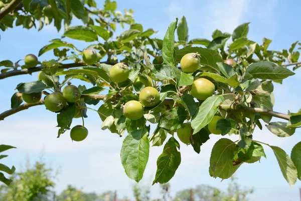 Ветви Нагруженные Маленькими Зелеными Яблоками Против Голубого Неба — стоковое фото
