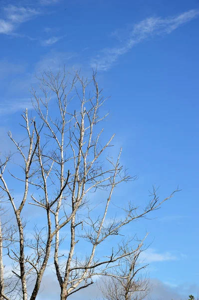 Ramas Secas Árbol Grande Con Fondo Azul Del Cielo — Foto de Stock