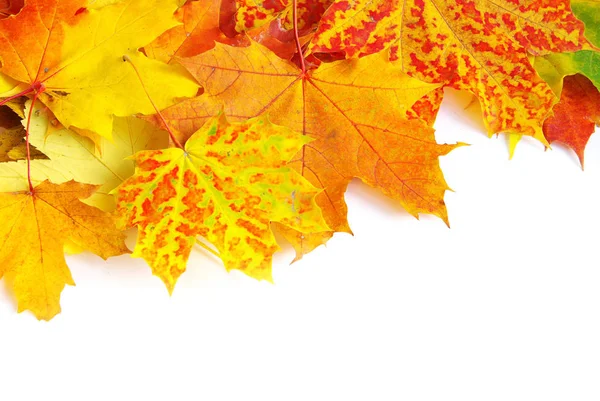 Осенние Кленовые Листья Изолированные Белом — стоковое фото