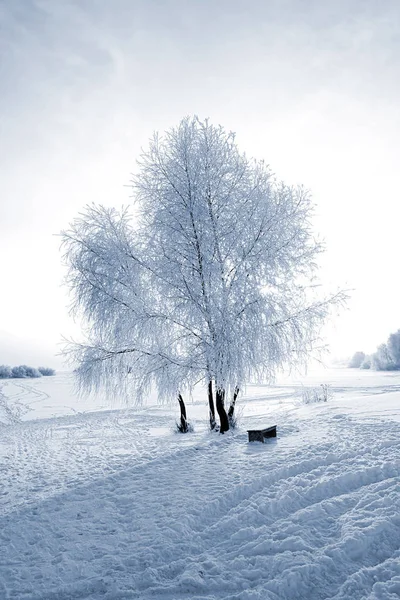 Träd Snön Mot Solen — Stockfoto