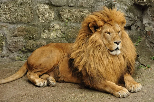 Großer Afrikanischer Löwe Ruht Nach Der Fütterung — Stockfoto