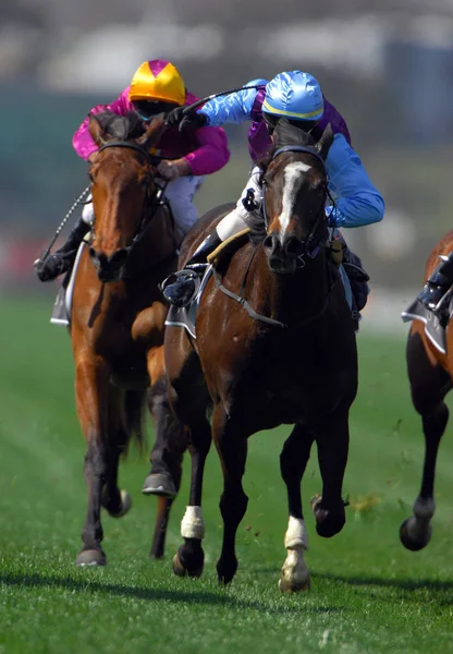 Volbloed Race Paarden Komen Tijdens Een Race Naar Finish — Stockfoto