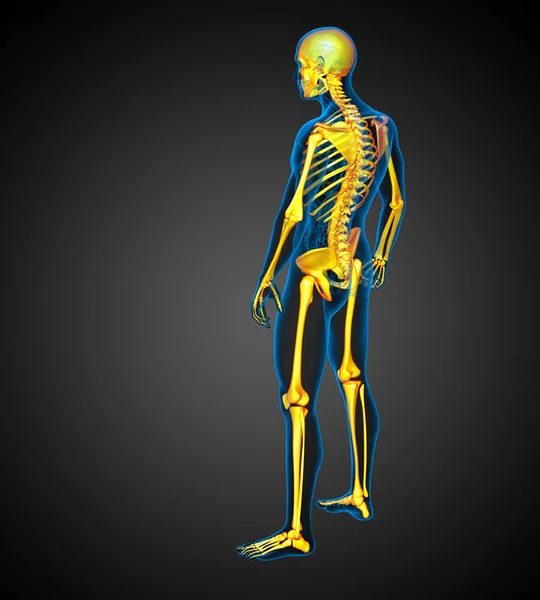 人間の骨格の3D医療イラスト 側面図 — ストック写真