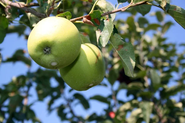 Ültetvényben Gyümölcsösben Almák Készen Állnak Betakarításra Piacon Történő Tálalásra — Stock Fotó
