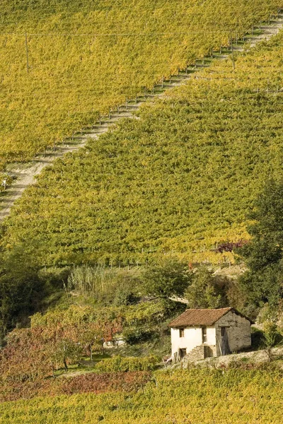 Paisagem Vinícola Outono Langhe Piemonte — Fotografia de Stock