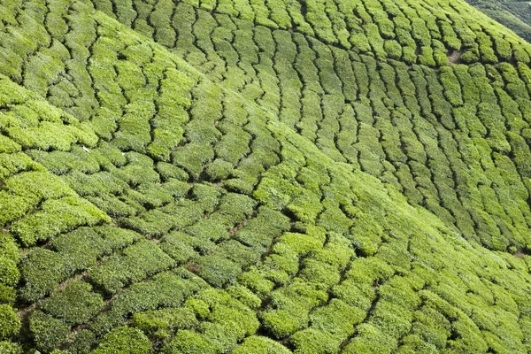 Cameron Highlands Çay Tarlası Manzarası — Stok fotoğraf