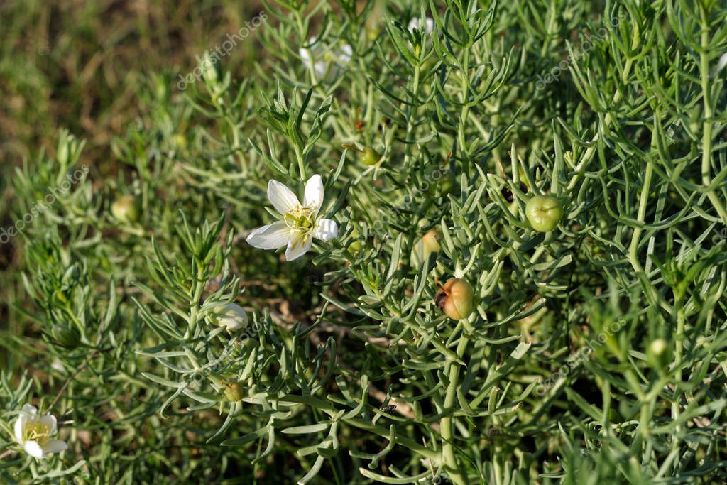Flor de la sagebrush, o Artemisia tridentata, que tiene un sabor amargo