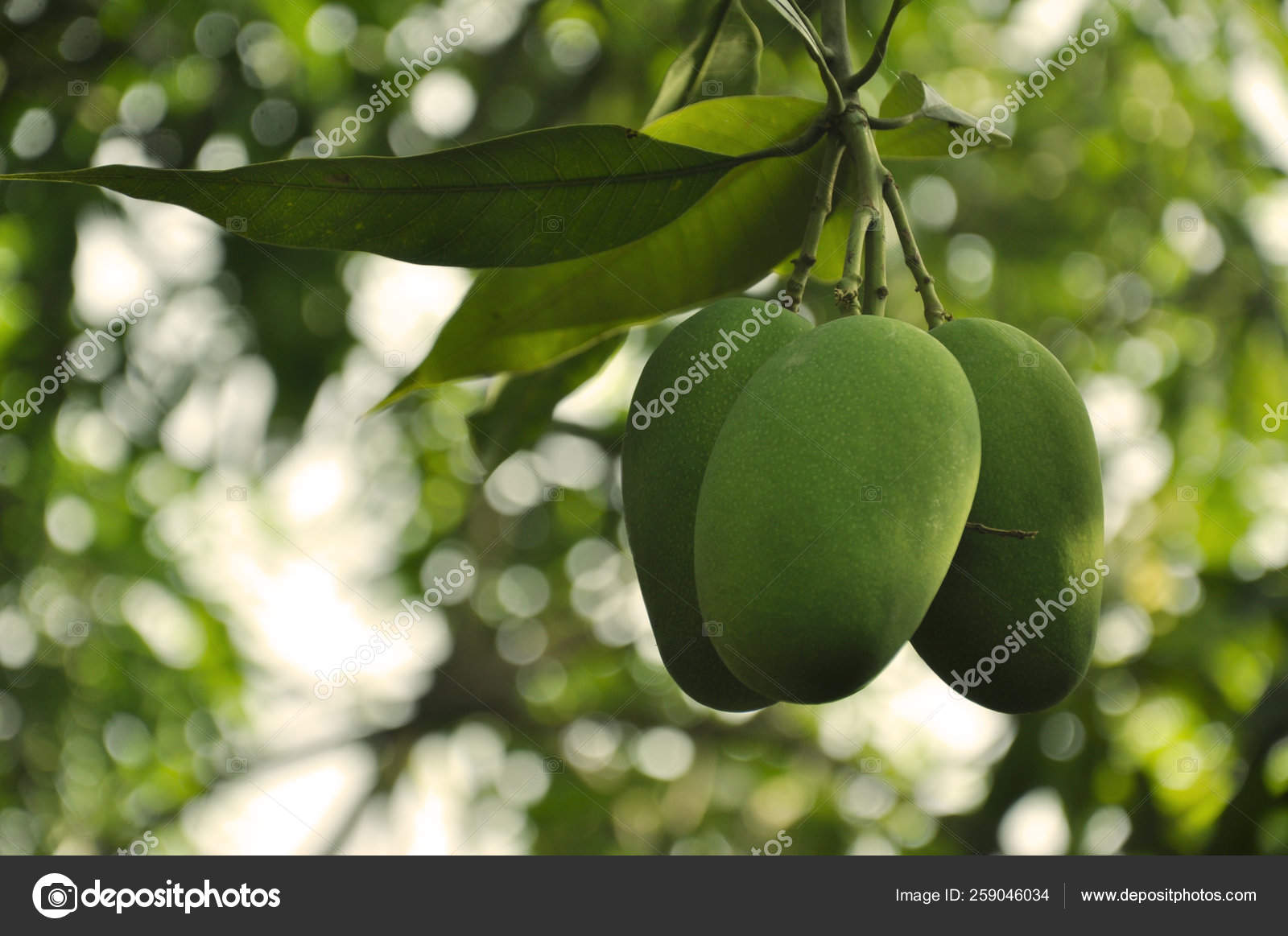 Bunch Mangoes Growing Tree India Stock Photo by ©YAYImages 259046034