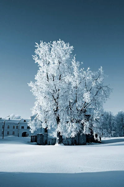 Vacker Vinter Naturlig Bakgrund — Stockfoto