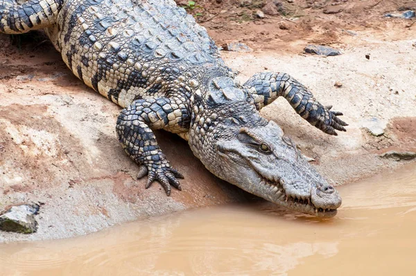 Föld Édesvíz Krokodil — Stock Fotó