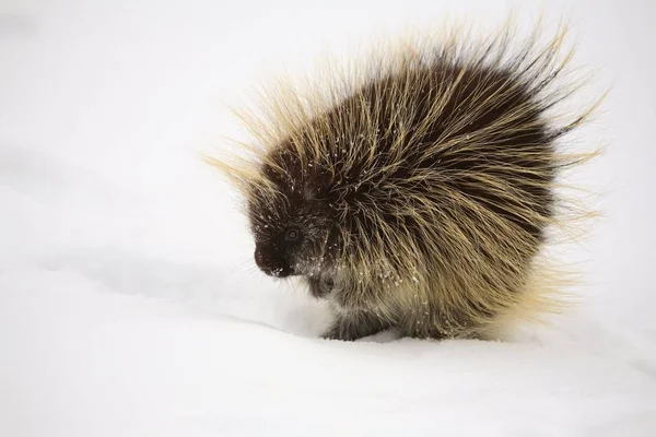 Kall Porcupine Vintern — Stockfoto