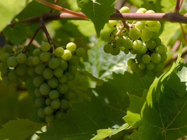 Primer Plano Las Uvas Vino Viñedo Francés — Foto de Stock