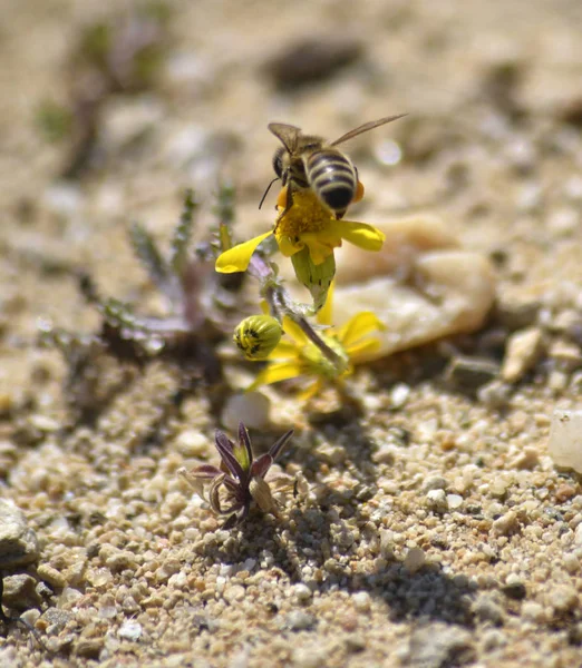 Obrázek Včela Květu Heřmánku Žlutými Okvětními Lístky — Stock fotografie