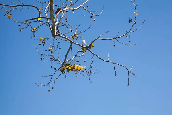 Ramos Árvores Com Algumas Folhas Céu Azul — Fotografia de Stock