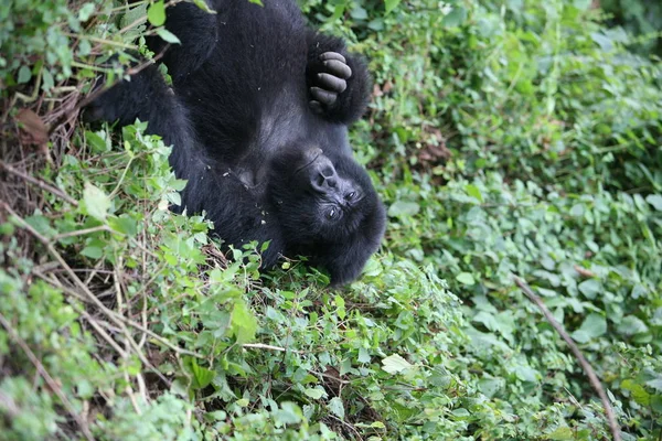 Gorila Salvaje Rwanda Africa Tropical Forest — Foto de Stock