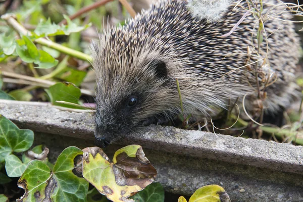 Giovane Riccio Cercando Cibo Intorno Giardino Inghilterra — Stockfoto