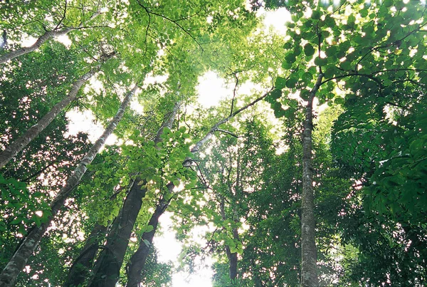 Tropischer Grüner Wald Tag — Stockfoto