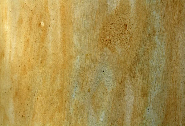 Konsistens Eukalyptusträyta — Stockfoto