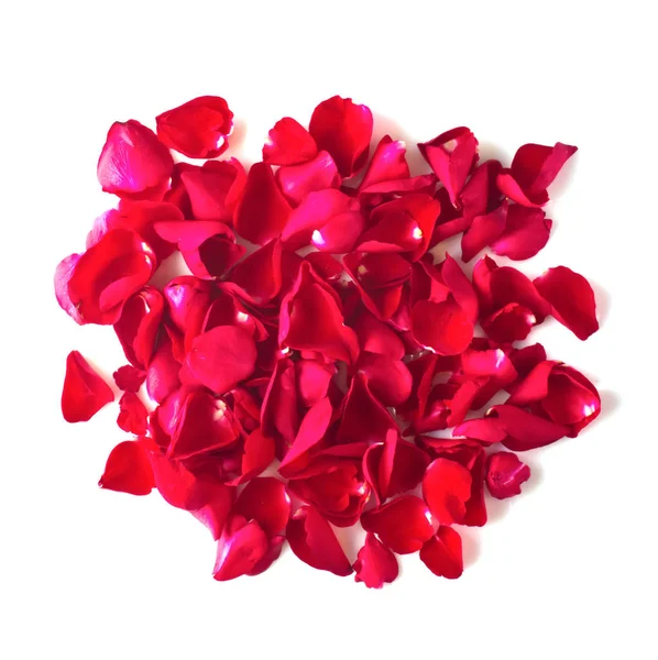 Pétales Rose Rouge Sur Fond Blanc — Photo
