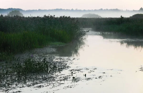 Morning Fog Silent Marshy River — Stock Photo, Image