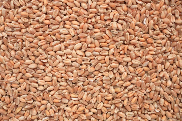 小麦粒をクローズ アップ — ストック写真