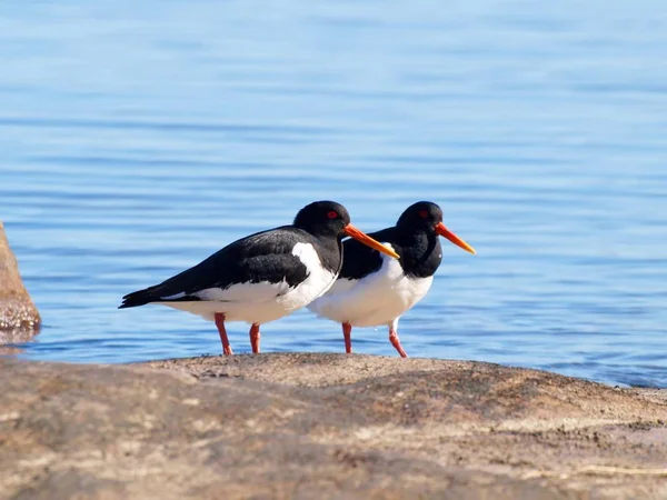 Couple Oystercatchers Family Haematopodidae Mountain Next Blue Sea Background — Stock Photo, Image