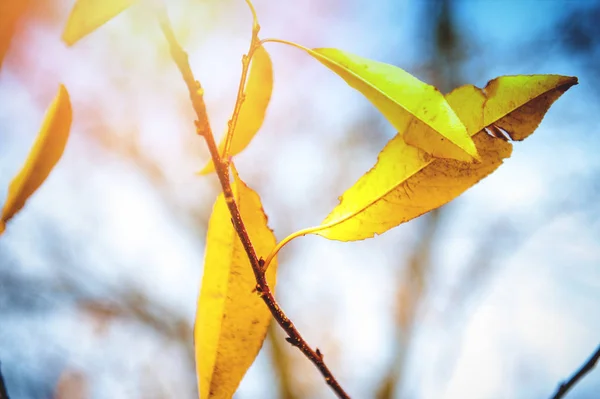 Immagine Belle Foglie Giallo Autunno — Foto Stock